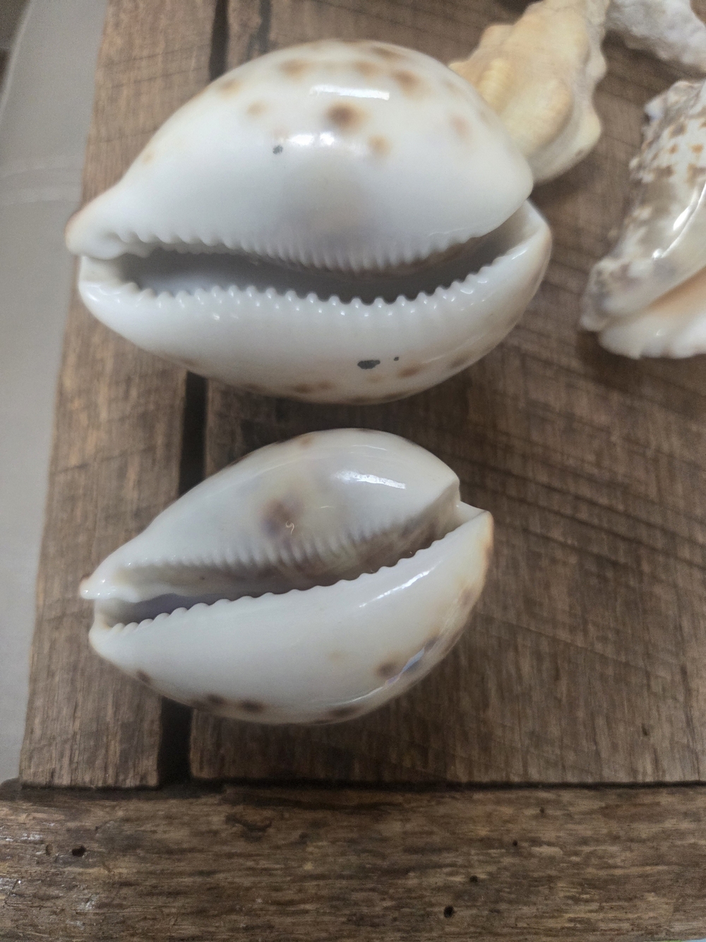 35 Assorted Natural Seashell Personal Collection - Bin R - Picture 13 of 16